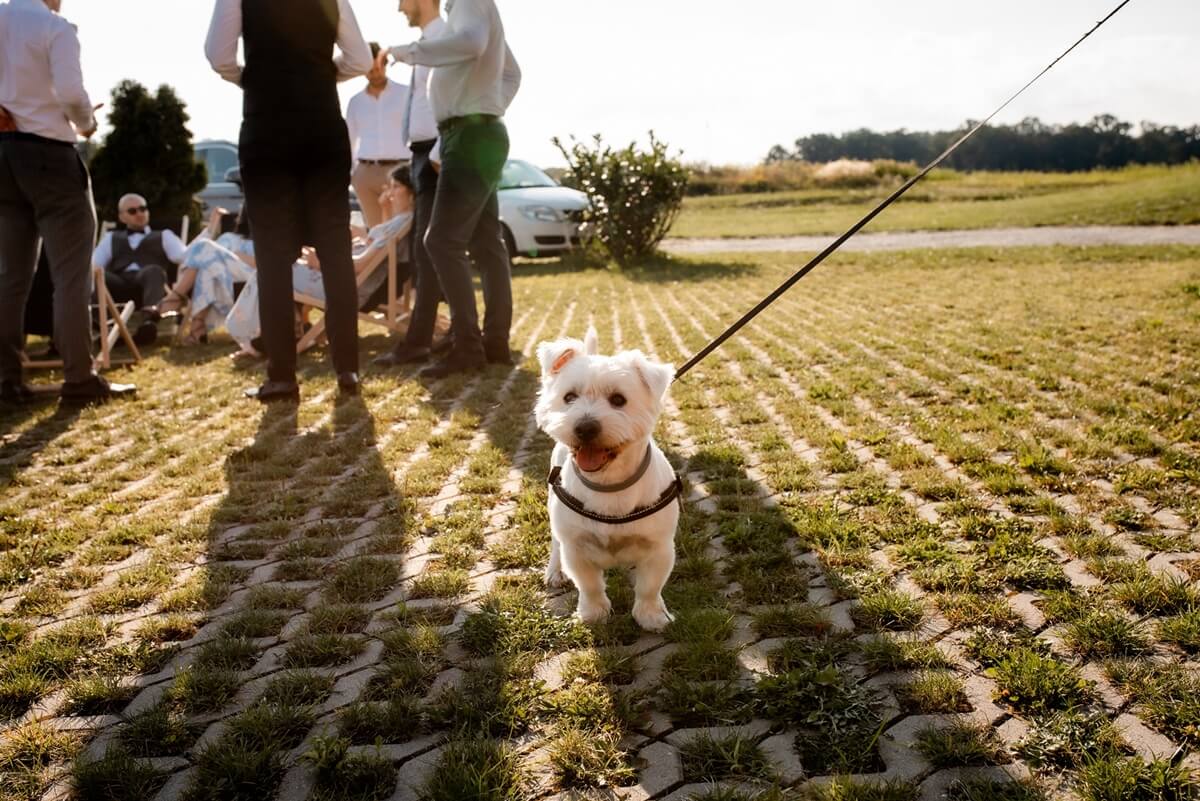 Stary Folwark Machnice Wzgórze 208 wesele